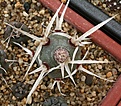 Нажмите на изображение для увеличения.

Название:	Tephrocactus_articulatus_IMG_1025.jpg
Просмотров:	124
Размер:	177.1 Кб
ID:	332324