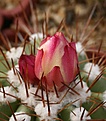 Нажмите на изображение для увеличения.

Название:	Copiapoa_serpentisulcata_IMG_0953.jpg
Просмотров:	154
Размер:	95.6 Кб
ID:	332326