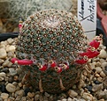 Нажмите на изображение для увеличения.

Название:	Mammillaria_huitzilopochtli_IMG_0990.jpg
Просмотров:	252
Размер:	192.4 Кб
ID:	332327