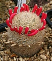 Нажмите на изображение для увеличения.

Название:	Mammillaria_dioica_IMG_0987.jpg
Просмотров:	221
Размер:	137.4 Кб
ID:	332328