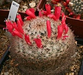 Нажмите на изображение для увеличения.

Название:	Mammillaria_pennispinosa_fruits_IMG_0988.jpg
Просмотров:	247
Размер:	214.0 Кб
ID:	332329