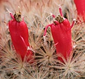 Нажмите на изображение для увеличения.

Название:	Mammillaria_pennispinosa_fruits_IMG_0976.jpg
Просмотров:	248
Размер:	133.5 Кб
ID:	332330