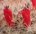 Нажмите на изображение для увеличения.

Название:	Mammillaria_pennispinosa_fruits_IMG_0976.jpg
Просмотров:	228
Размер:	133.5 Кб
ID:	332330