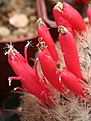 Нажмите на изображение для увеличения.

Название:	Mammillaria_pennispinosa_fruits_IMG_0972.jpg
Просмотров:	253
Размер:	110.0 Кб
ID:	332331