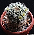 Нажмите на изображение для увеличения.

Название:	Mammillaria karwinskiana ssp. nejapensis.jpg
Просмотров:	237
Размер:	238.3 Кб
ID:	332339