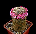 Нажмите на изображение для увеличения.

Название:	Mammillaria_matudae.jpg
Просмотров:	240
Размер:	94.1 Кб
ID:	332345