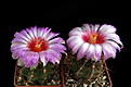 Нажмите на изображение для увеличения.

Название:	Thelocactus_bicolor.jpg
Просмотров:	228
Размер:	134.9 Кб
ID:	332351