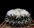 Нажмите на изображение для увеличения.

Название:	k_Mammillaria_sempervivi_SB91.jpg
Просмотров:	130
Размер:	101.7 Кб
ID:	332354