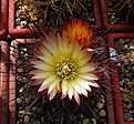 Нажмите на изображение для увеличения.

Название:	k_Pyrrhocactus_sp._VG397.jpg
Просмотров:	129
Размер:	136.9 Кб
ID:	332357