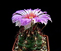 Нажмите на изображение для увеличения.

Название:	k_Thelocactus_bicolor.jpg
Просмотров:	153
Размер:	105.1 Кб
ID:	332358