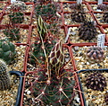 Нажмите на изображение для увеличения.

Название:	k_Thelocactus_bicolor1.jpg
Просмотров:	135
Размер:	165.8 Кб
ID:	332359