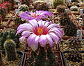 Нажмите на изображение для увеличения.

Название:	k_Thelocactus_bicolor2.jpg
Просмотров:	119
Размер:	173.8 Кб
ID:	332360