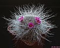 Нажмите на изображение для увеличения.

Название:	Mammillaria hahniana.jpg
Просмотров:	253
Размер:	224.7 Кб
ID:	332366