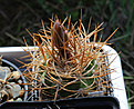 Нажмите на изображение для увеличения.

Название:	Gymnocalycium_mazanense_polycephalum.jpg
Просмотров:	134
Размер:	168.2 Кб
ID:	332379
