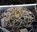 Нажмите на изображение для увеличения.

Название:	Gymnocalycium_cardenasianum_VG935a_Tomayapo_2725m.jpg
Просмотров:	117
Размер:	191.2 Кб
ID:	332381