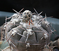 Нажмите на изображение для увеличения.

Название:	Gymnocalycium_esperanzae_TOM09-436-1jpg.jpg
Просмотров:	224
Размер:	201.9 Кб
ID:	332385