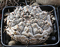 Нажмите на изображение для увеличения.

Название:	Gymnocalycium_esperanzae_VG1242_.jpg
Просмотров:	270
Размер:	194.8 Кб
ID:	332387