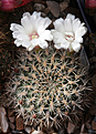Нажмите на изображение для увеличения.

Название:	Sulcorebutia_cylindrica_albiflora_HS44a.jpg
Просмотров:	146
Размер:	197.4 Кб
ID:	332399