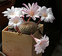Нажмите на изображение для увеличения.

Название:	Rebutia_narvaecensis_espinosae_KK1518.jpg
Просмотров:	141
Размер:	213.1 Кб
ID:	332402