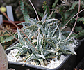Нажмите на изображение для увеличения.

Название:	Aloe_descoingsii.jpg
Просмотров:	229
Размер:	198.0 Кб
ID:	332407
