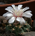 Нажмите на изображение для увеличения.

Название:	Gymnocalycium_kroenleinii_VG1039.jpg
Просмотров:	215
Размер:	233.1 Кб
ID:	332409