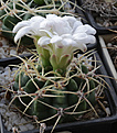 Нажмите на изображение для увеличения.

Название:	Gymnocalycium_monvillei_v-coloratum_GN318a-3208b.jpg
Просмотров:	213
Размер:	188.9 Кб
ID:	332410