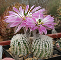 Нажмите на изображение для увеличения.

Название:	Echinocereus_reichenbachii_SB941.jpg
Просмотров:	127
Размер:	205.4 Кб
ID:	332413