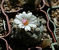Нажмите на изображение для увеличения.

Название:	Turbinicarpus polaskii.jpg
Просмотров:	267
Размер:	64.6 Кб
ID:	332415