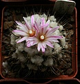 Нажмите на изображение для увеличения.

Название:	Turbinicarpus roseiflorus.jpg
Просмотров:	254
Размер:	85.4 Кб
ID:	332416