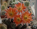 Нажмите на изображение для увеличения.

Название:	E.salm-dyckianus ssp.obscuriensis.JPG
Просмотров:	145
Размер:	240.7 Кб
ID:	332420