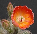 Нажмите на изображение для увеличения.

Название:	E.salm-dyckianus ssp.obscuriensis.JPG
Просмотров:	138
Размер:	233.5 Кб
ID:	332421