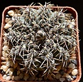 Нажмите на изображение для увеличения.

Название:	G.stellatum v.zantnerianum VG541.JPG
Просмотров:	115
Размер:	248.2 Кб
ID:	332431