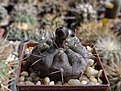 Нажмите на изображение для увеличения.

Название:	G.striglianum v.aeneum VG407.JPG
Просмотров:	109
Размер:	198.5 Кб
ID:	332432