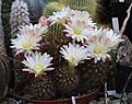 Нажмите на изображение для увеличения.

Название:	Neochilenia_chilensis_albidiflora.jpg
Просмотров:	109
Размер:	198.2 Кб
ID:	332466