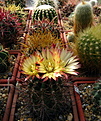 Нажмите на изображение для увеличения.

Название:	k1_Pyrrhocactus_sp._VG397.jpg
Просмотров:	154
Размер:	139.0 Кб
ID:	332471