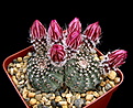 Нажмите на изображение для увеличения.

Название:	k1_Echinocereus_amoenus_SanFelipe10K.jpg
Просмотров:	135
Размер:	164.6 Кб
ID:	332472