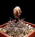 Нажмите на изображение для увеличения.

Название:	Gymnocalycium_ferrari_VG-817.jpg
Просмотров:	219
Размер:	87.9 Кб
ID:	332474