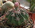 Нажмите на изображение для увеличения.

Название:	Echinocactus_texensis.jpg
Просмотров:	137
Размер:	177.7 Кб
ID:	332477