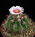 Нажмите на изображение для увеличения.

Название:	Echinocactus_texensis...jpg
Просмотров:	153
Размер:	102.4 Кб
ID:	332478