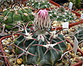 Нажмите на изображение для увеличения.

Название:	Echinocactus_texensis_SB2006...jpg
Просмотров:	121
Размер:	173.8 Кб
ID:	332479