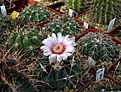 Нажмите на изображение для увеличения.

Название:	Echinocactus_texensis_SB2006.jpg
Просмотров:	156
Размер:	189.2 Кб
ID:	332480