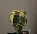 Нажмите на изображение для увеличения.

Название:	Astrophytum myriostigma variegated_10.12.jpg
Просмотров:	144
Размер:	206.8 Кб
ID:	332482