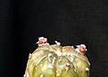 Нажмите на изображение для увеличения.

Название:	Astrophytum asterias Pink_8.12.JPG
Просмотров:	141
Размер:	71.4 Кб
ID:	332484