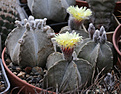 Нажмите на изображение для увеличения.

Название:	Astrophytum_coahuilense.jpg
Просмотров:	151
Размер:	228.0 Кб
ID:	332485