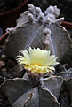 Нажмите на изображение для увеличения.

Название:	Astrophytum_coahuilense+.jpg
Просмотров:	154
Размер:	226.6 Кб
ID:	332486