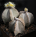 Нажмите на изображение для увеличения.

Название:	Astrophytum_myriostigma_columnare.jpg
Просмотров:	160
Размер:	190.9 Кб
ID:	332487