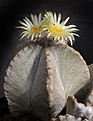 Нажмите на изображение для увеличения.

Название:	Astrophytum_myriostigma_columnare+.jpg
Просмотров:	159
Размер:	237.6 Кб
ID:	332488