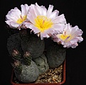 Нажмите на изображение для увеличения.

Название:	Tephrocactus_geometricus_IMG_1050.jpg
Просмотров:	205
Размер:	116.5 Кб
ID:	332494