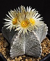 Нажмите на изображение для увеличения.

Название:	Astrophytum_myriostigma_IMG_1074.jpg
Просмотров:	211
Размер:	171.1 Кб
ID:	332495