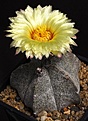 Нажмите на изображение для увеличения.

Название:	Astrophytum_coahuilense_IMG_1078.jpg
Просмотров:	198
Размер:	128.4 Кб
ID:	332496
